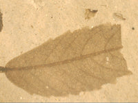 Fossil Leaf, Florissant Formation 34 Million Years Old
