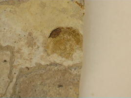 Snail Fossil, Florissant Formation 34 Million Years Old