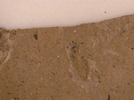 Insect Fossil, Florissant Formation 34 Million Years Old