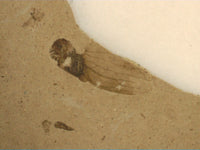 Insect Wing Fossil, Florissant Formation 34 Million Years Old