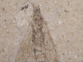 Insect Fossil, Florissant Formation 34 Million Years Old
