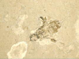 Insect Fossil, Florissant Formation 34 Million Years Old