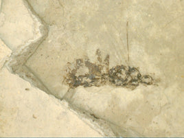 Insect Fossil, Florissant Formation 34 Million Years Old
