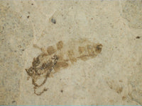 Insect Fossil, Florissant Formation 34 Million Years Old
