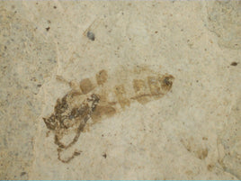 Insect Fossil, Florissant Formation 34 Million Years Old