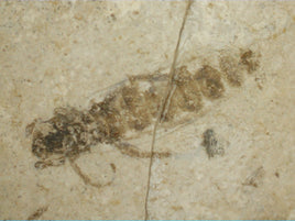 Insect Fossil, Florissant Formation 34 Million Years Old