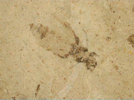 Insect Fossil, Florissant Formation 34 Million Years Old