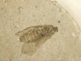 Insect Fossil, Florissant Formation 34 Million Years Old
