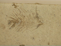 Fossil Feather with Insect, Florissant Formation 34 Million Years Old