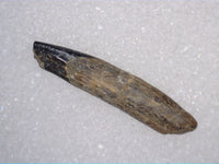 Mammal Tooth, Judith River Formation