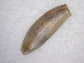 Mammal Tooth, Hell Creek Formation