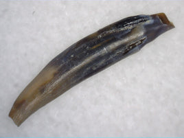 Mammal Tooth, Hell Creek Formation