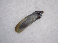 Mammal Tooth, Hell Creek Formation