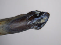 Mammal Tooth, Hell Creek Formation