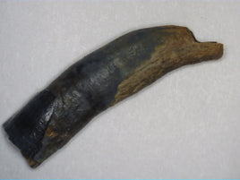 Mammal Tooth, Hell Creek Formation