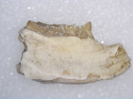 Eumys (Mouse Ancestor) Mammal Jaw Section with Teeth, Brule Formation