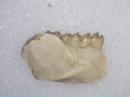 Eumys (Mouse Ancestor) Mammal Jaw Section with Teeth, Brule Formation