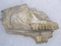 Eumys (Mouse Ancestor) Partial Mammal Skull with Teeth, Brule Formation