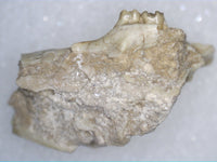 Eumys (Mouse Ancestor) Partial Mammal Skull with Teeth, Brule Formation