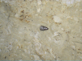 Nothosaurus Tooth, with 2 Other Micro Teeth