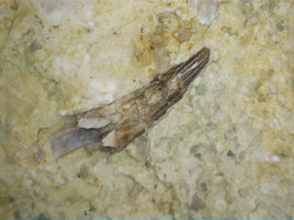 Nothosaurus Tooth