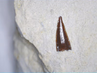 Shark Tooth Cretaceous, Poland