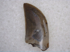 Tyrannosaurus Rex Baby Tooth