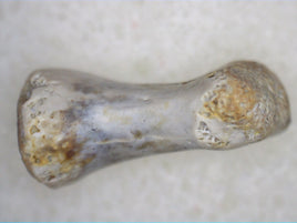 Reptile Toe Bone, Hell Creek