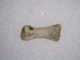 Reptile Toe Bone, Hell Creek