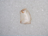 Triassic Dinosaur (Coelophysis?) Tooth
