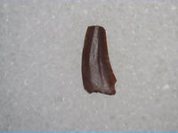 Triassic Dinosaur (Coelophysis?) Tooth
