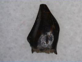 Serrated Pachycephalosaurus 'Fang' Tooth