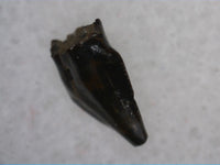 Serrated Pachycephalosaurus 'Fang' Tooth