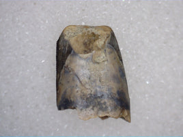 Richardoestesia Tooth from the Hell Creek Formation