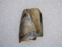 Richardoestesia Tooth from the Hell Creek Formation