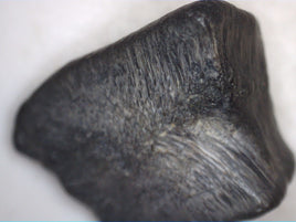Partial Ouranosaurus Tooth