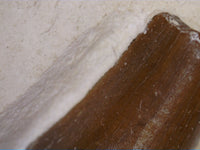 Geosaurus tooth. Jurassic Period, Solnhofen Limestone