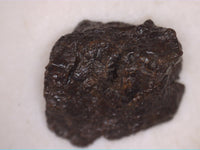 Vaca Muerta Meteorite (Chile) (Mesosiderites)