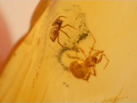 2 Spiders and 1 Insect in Amber from the Dominican Republic, 25 Million Years Old
