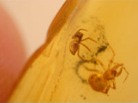 2 Spiders and 1 Insect in Amber from the Dominican Republic, 25 Million Years Old