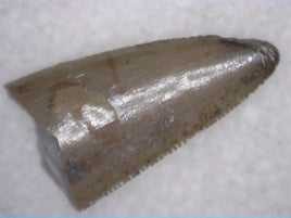 Vivaron (Rauisuchid) Tooth