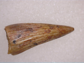 Metoposaurus Tooth, Chinle Formation