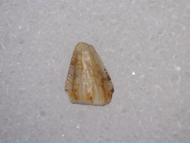 Revueltosaurus Tooth, Chinle Formation