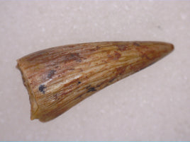 Metoposaurus Tooth, Chinle Formation