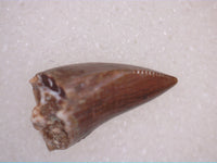 Phytosaur Tooth, Chinle Formation