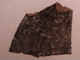 Tyrannosaur Tooth Section, Judith River Formation
