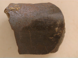 Partial Tyrannosaur Tooth, Judith River Formation