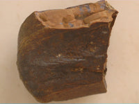 Partial Tyrannosaur Tooth, Judith River Formation