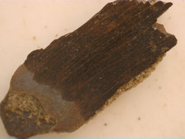 Partial Tyrannosaur Tooth