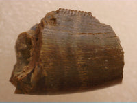 Tyrannosaur Tooth Section, Judith River Formation